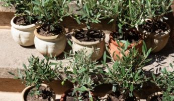 eau de pluie jardin pour les oliviers