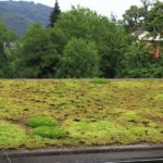 Les avantages écologiques et esthétiques du toit plat végétalisé
