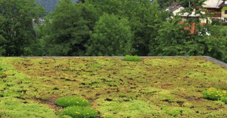 Les avantages écologiques et esthétiques du toit plat végétalisé